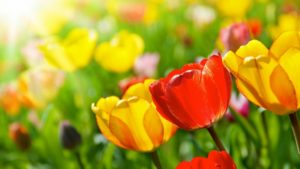 30 Colorful and Beautiful Spring Backgrounds for Desktop 2022 – SheIdeas