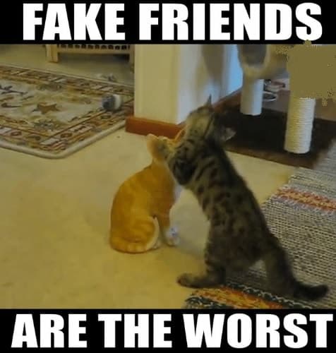 true and funny fake friend memes