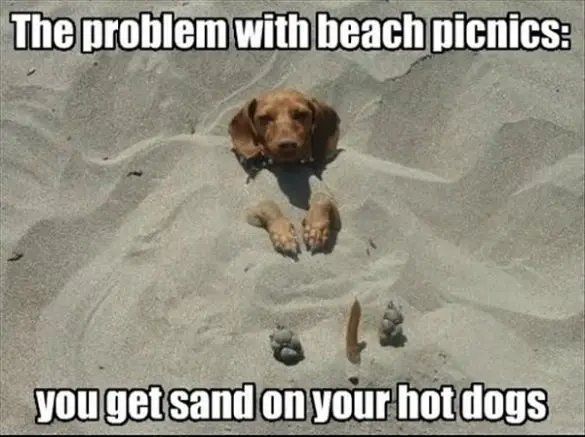 20 Best of Funny Beach Memes – SheIdeas