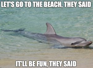 20 Best of Funny Beach Memes – SheIdeas