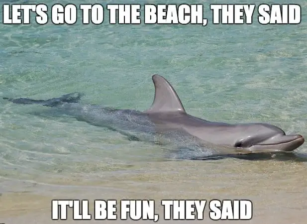 Best Of Funny Beach Memes SheIdeas