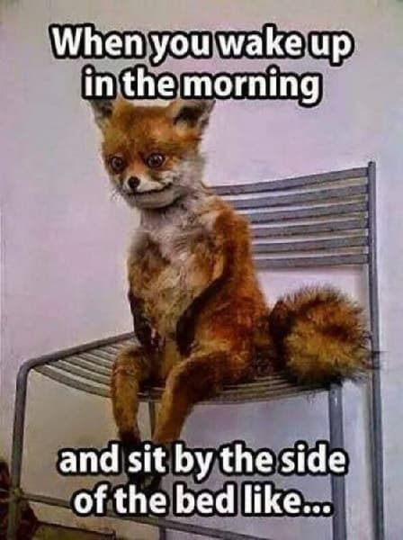 50 Funny Good Morning Memes for Kick-Ass Mornings – SheIdeas