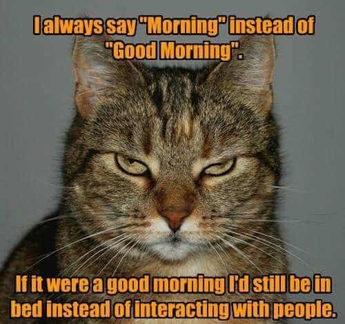 50 Funny Good Morning Memes for Kick-Ass Mornings – SheIdeas