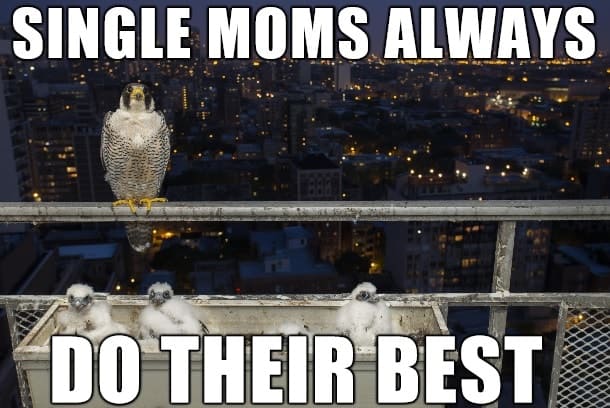 Single mom meme