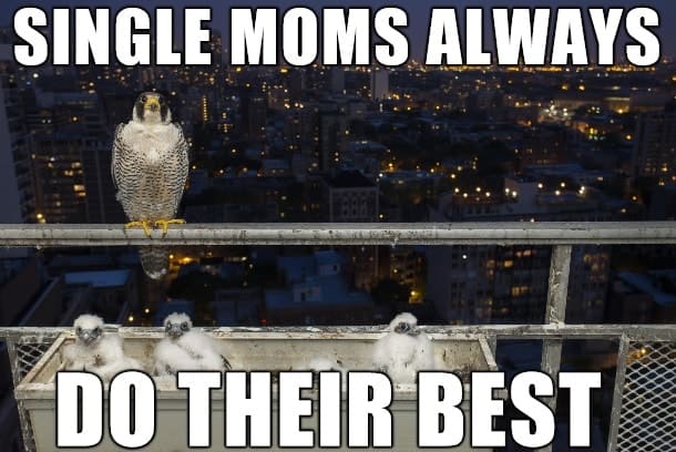 popular single mom memes