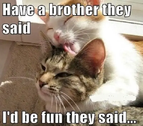 funny brother memes that make you laugh