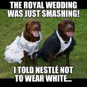 30 Funny Wedding Memes for The Bride And Groom – SheIdeas