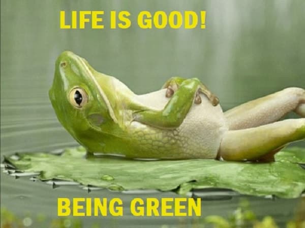 20 Life Is Good Memes to Cheer Your Mood – SheIdeas