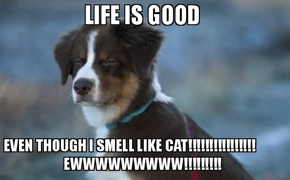 life is good meme