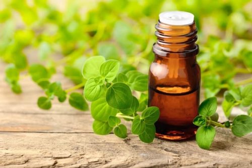 Oregano Oil for Herpes: Does It Really Cure Herpes?