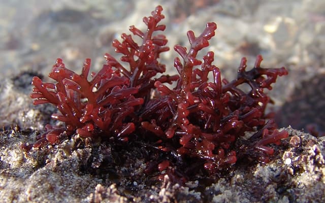 benefits-of-red-marine-algae-no-3-is-surprising-sheideas