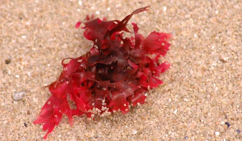 benefits of red marine algae